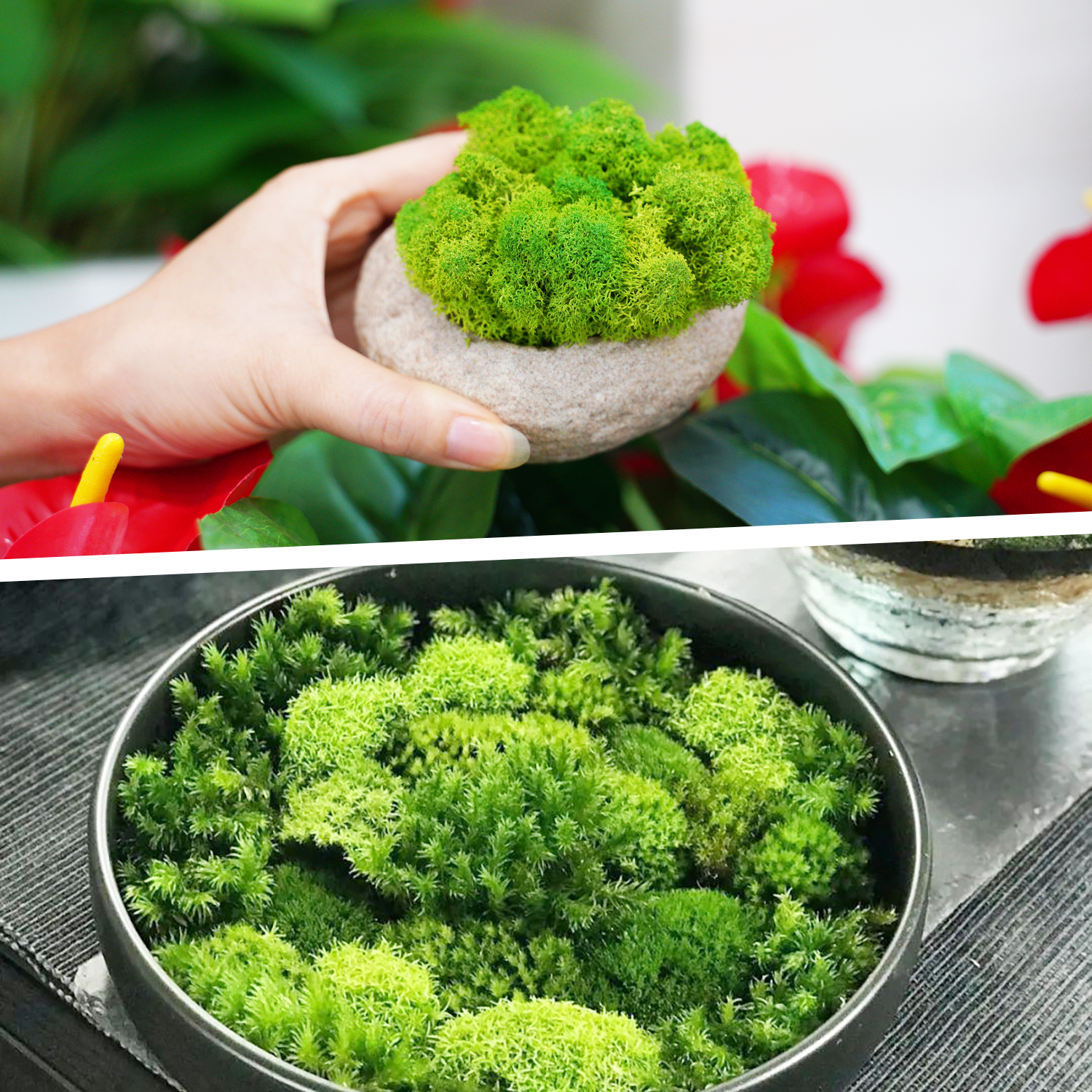 Artificial Green Plants Eterna - مراجعة Terrarium Moss Art وسعره
