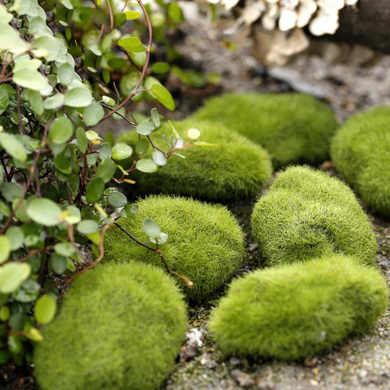 4Pcs Micro Landscape Artificia - مراجعة Terrarium Moss Art وسعره