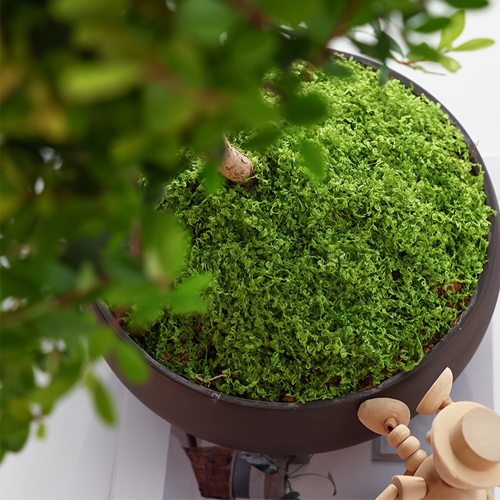 1pack Artificial Fake Moss, 1. - مراجعة Terrarium Moss Art وسعره