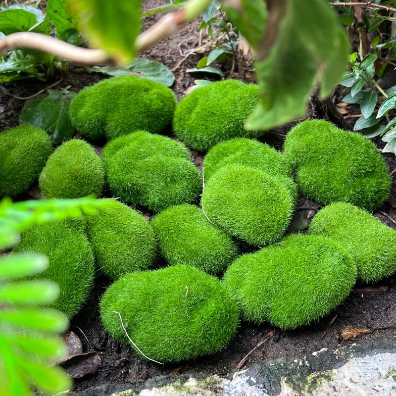 5/30pcs Simulation Moss Stone  - مراجعة Terrarium Moss Art وسعره