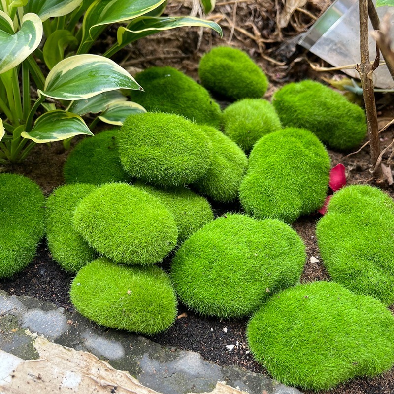5/30pcs Simulation Moss Stone  - مراجعة Terrarium Moss Art وسعره