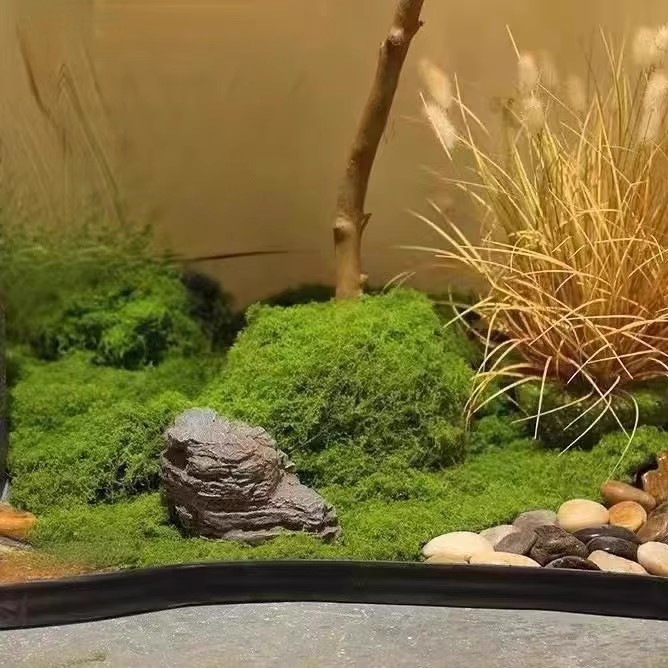 200g Eternal Life Moss DIY Cra - مراجعة Terrarium Moss Art وسعره