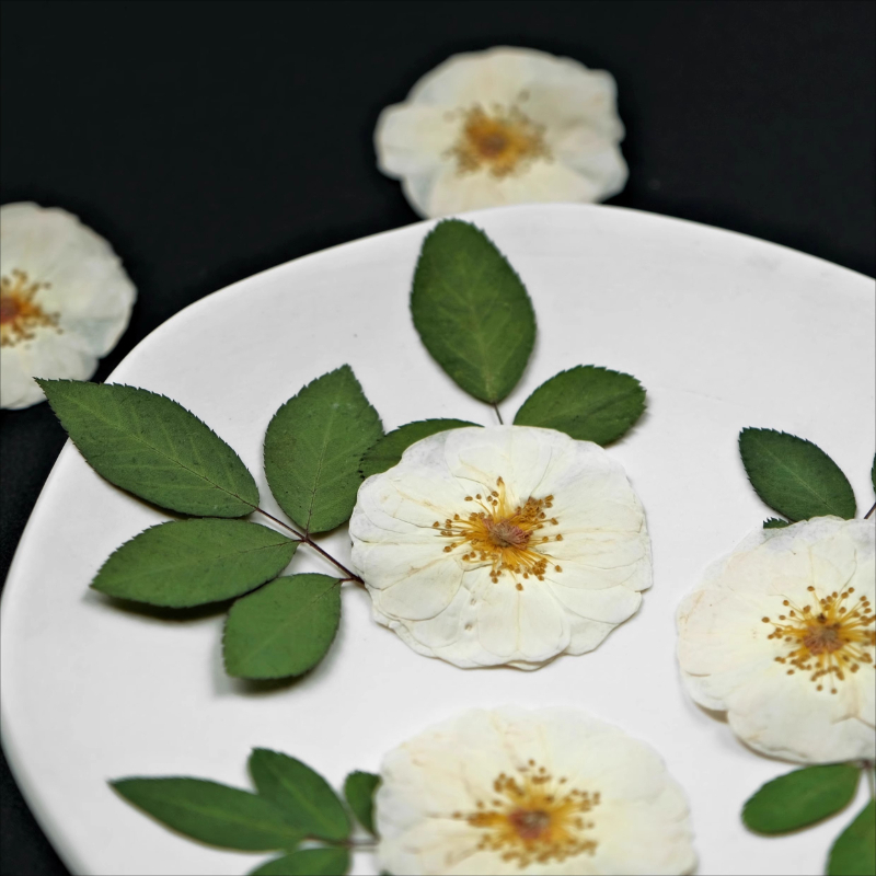 6pcs,9pcs,Nature White Rose Pr - مراجعة Dried Flower Bulk وسعره