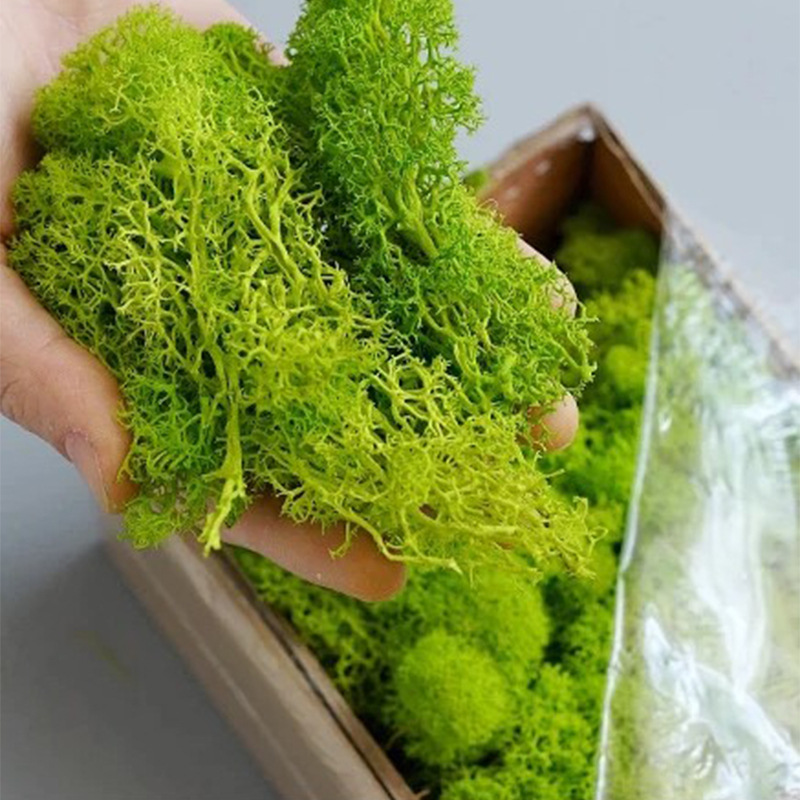 20/40/100g Eternal Life Moss D - مراجعة Terrarium Moss Art وسعره