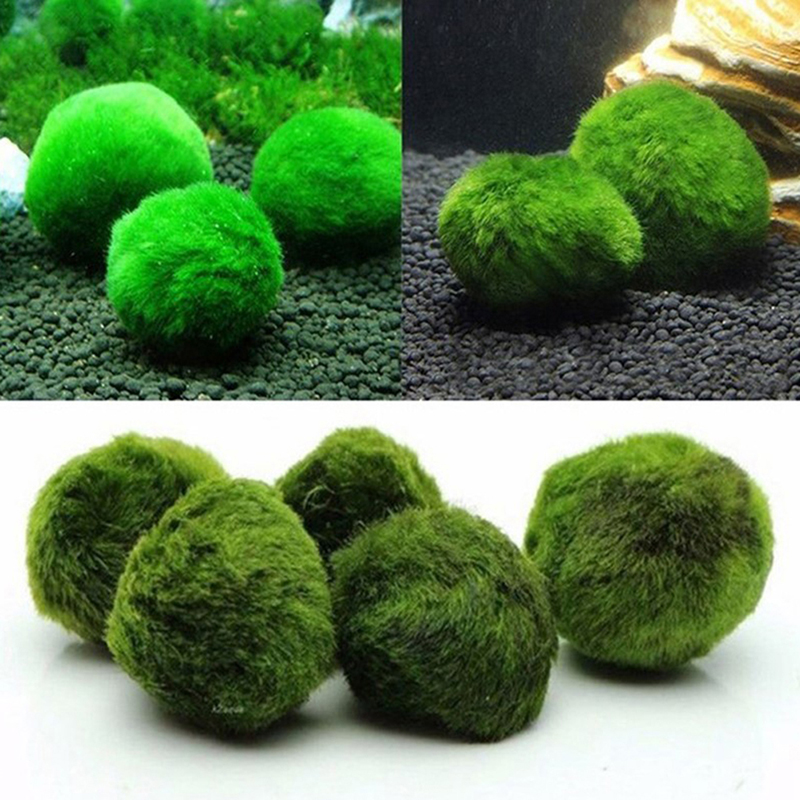 Marimo Moss Balls Live Aquariu - مراجعة Terrarium Moss Art وسعره