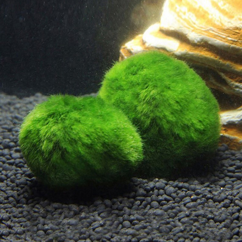 Marimo Moss Balls Live Aquariu - مراجعة Terrarium Moss Art وسعره
