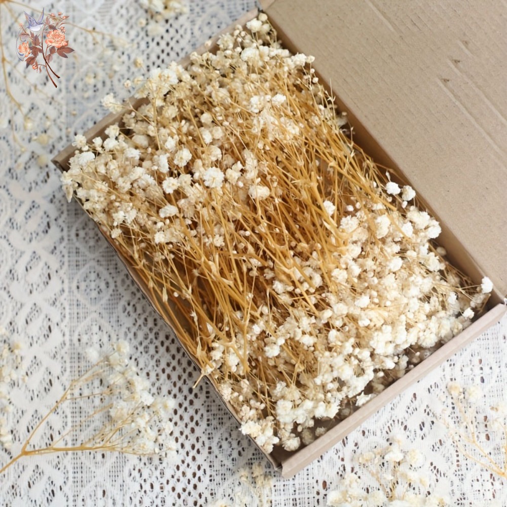 100pcs Mini Dried Baby's Breat - مراجعة Dried Flower Bulk وسعره